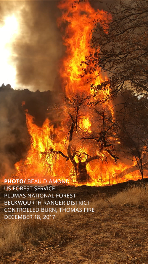 PHOTO/ BEAU DIAMOND US FOREST SERVICE PLUMAS NATIONAL FOREST BECKWOURTH RANGER DISTRICT CONTROLLED BURN, THOMAS FIRE DECEMBER 18, 2017